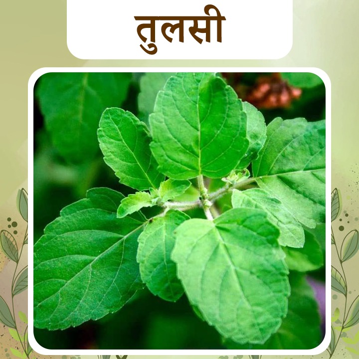 Tulsi