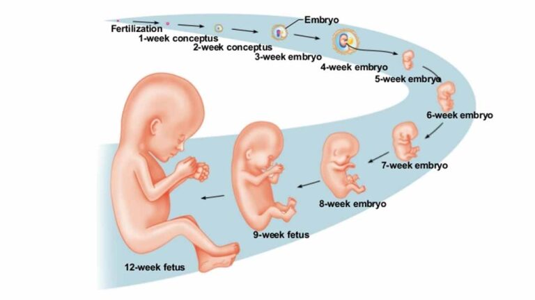 गर्भ में कैसे पलता है BABY, जाने Pregnancy से जन्म तक का सफर
