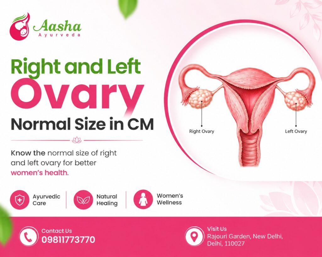 Right and Left Ovary Normal Size in CM